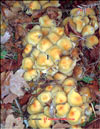 Winter Armillaria  Flammmulina velutipes