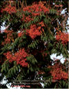 Tree of Heaven  Ailanthus Altissima