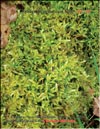 Sphagnum nemoreum Scop  a bog moss on the hill in winter