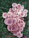 The oyster mushroom   Preurotus ostreatus